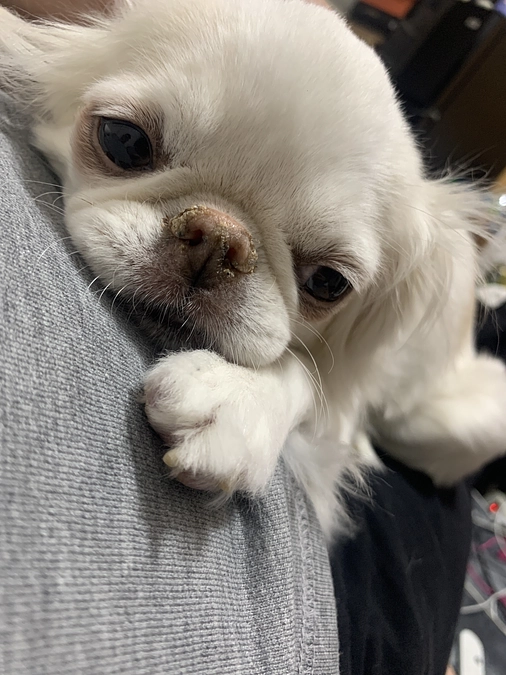 残り13日🐶‼️