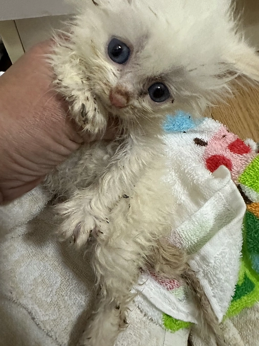 多頭飼育崩壊について思うこと