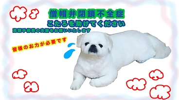 【再チャレンジです】愛犬こたろの手術費用ご支援をお願いいたします。 のトップ画像