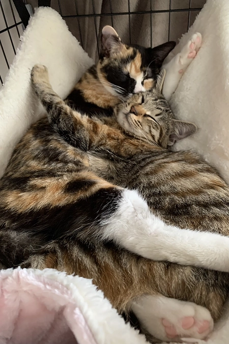 チラシ掲載店舗様のご紹介