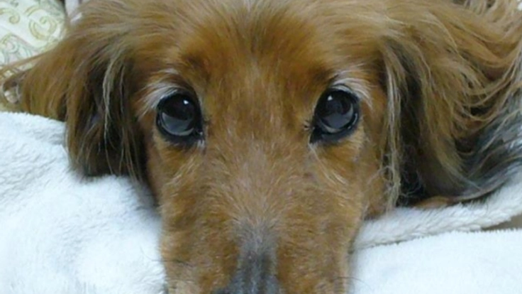 動物飼育の正しい知識を広めて、人と動物の幸せを考えたい!