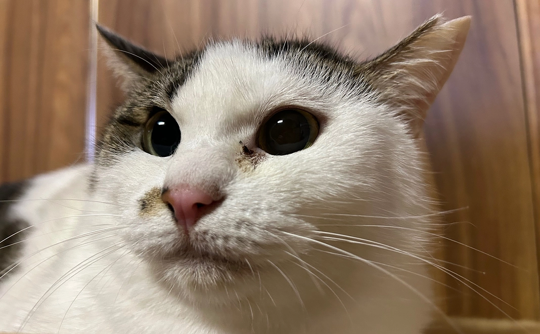 マンスリー応援10000円コース