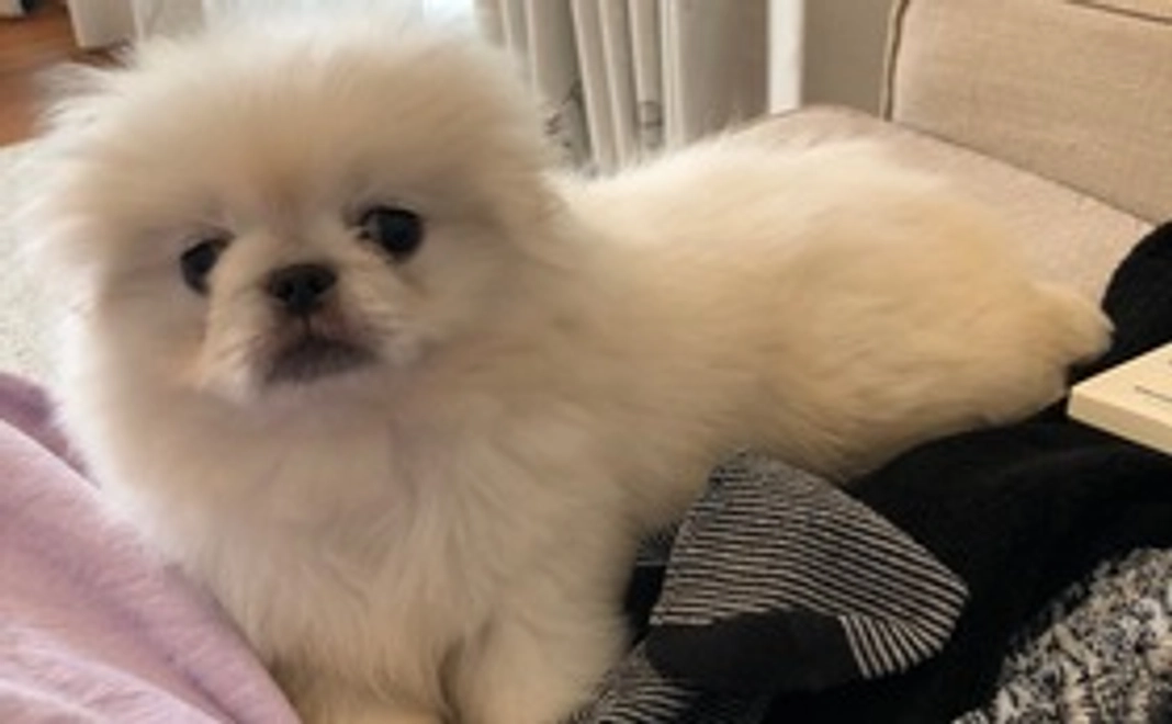 ご支援いただきありがとうございます。リターンなしです