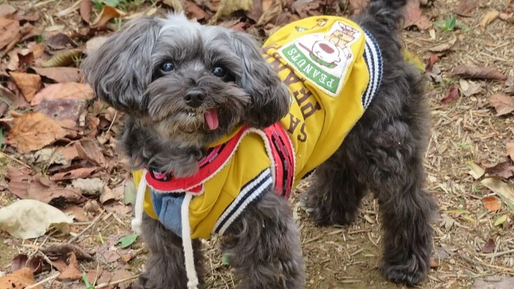 ピースを僧帽弁閉鎖不全症から救う為に御支援をお願いします。