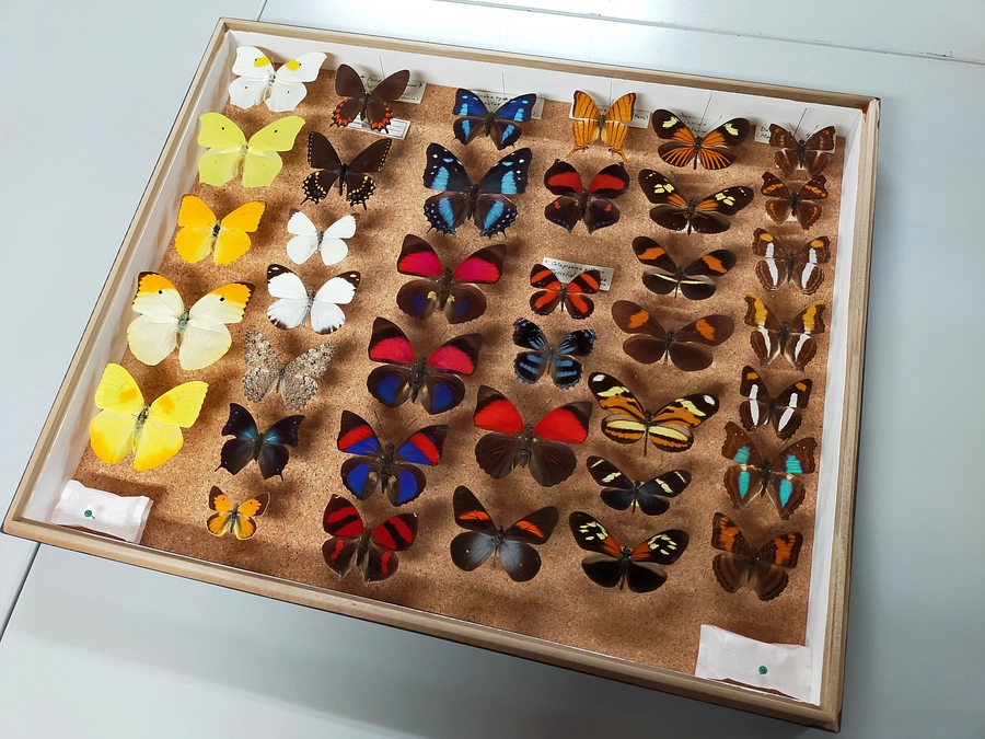 【リターン紹介⑫】スペシャルツアーの紹介①