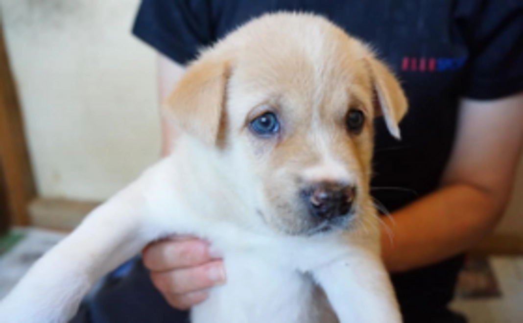 【殺処分ゼロを守り抜く】1万円