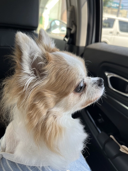 毎日の皮下点滴