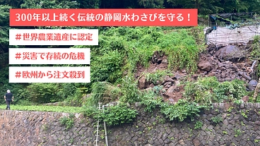 世界農業遺産認定の静岡水わさびが存続の危機！未曾有の災害からの復興