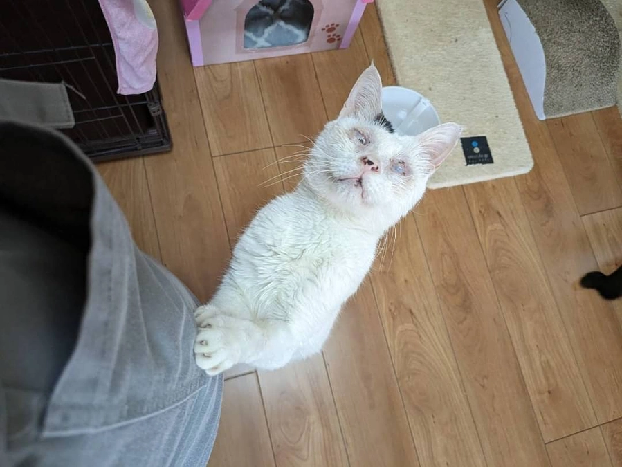 猫達の居場所がなくなりそうです