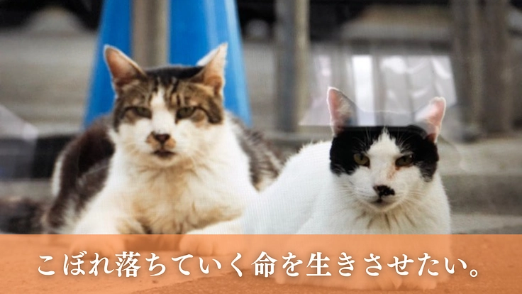 こぼれ落ちていく命を1つでも多く救う。動物病院の設備を拡充 3枚目