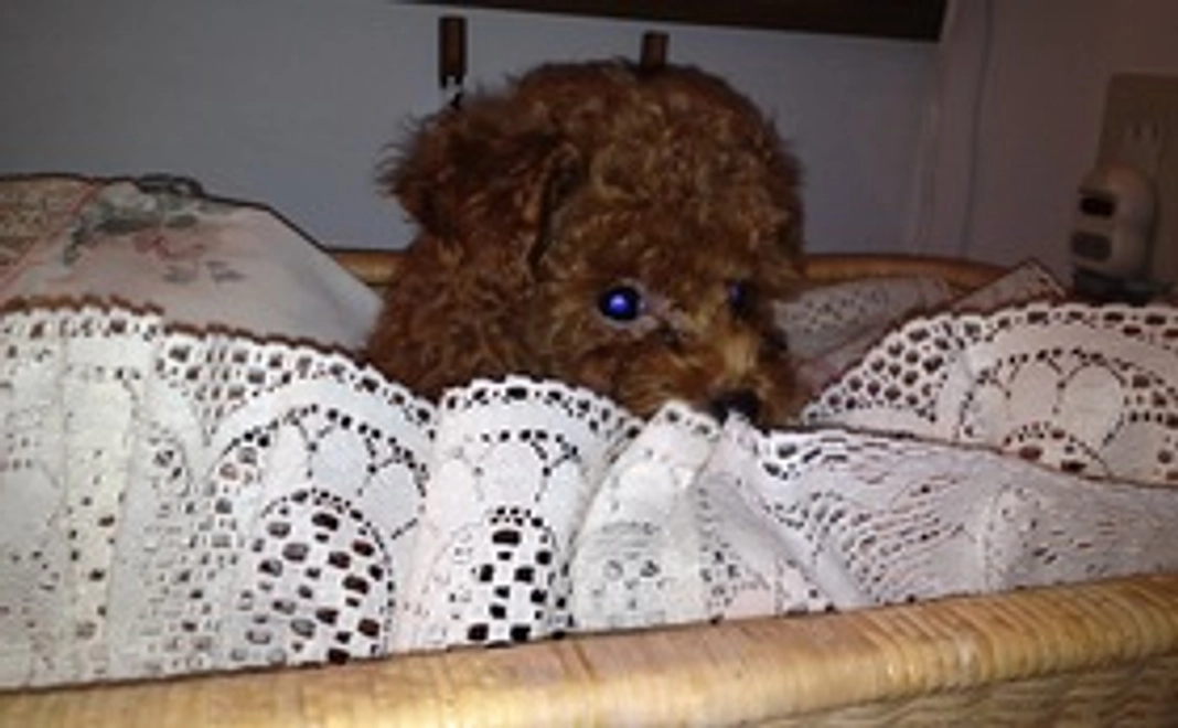 コロンくんのご支援を宜しくお願い致します①