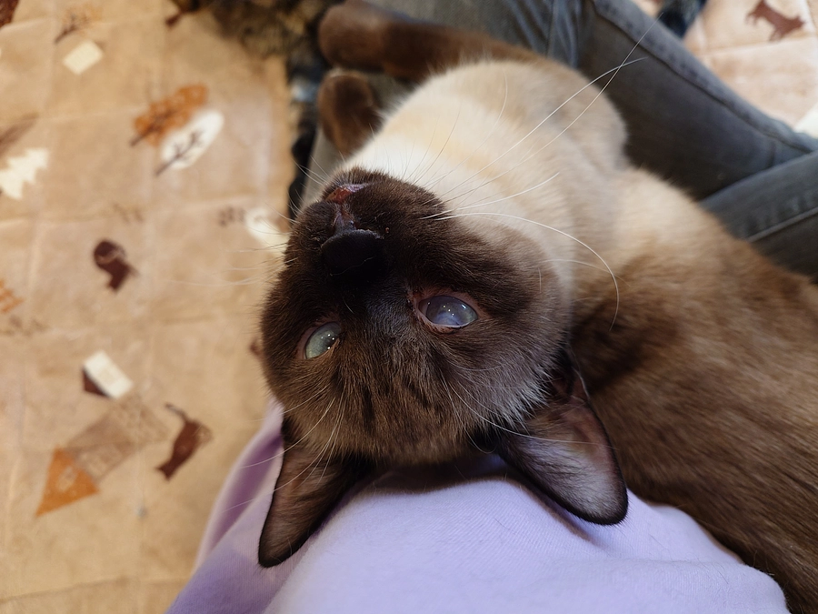 里親様、保護主様方から応援メッセージをいただきました！