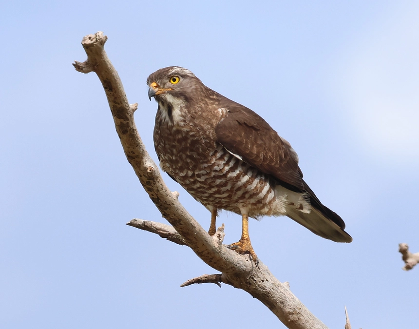 サシバのGPS装着のための調査が始まりました！