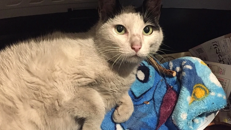 車にはねられた地域猫の治療費にお力をお貸しください！