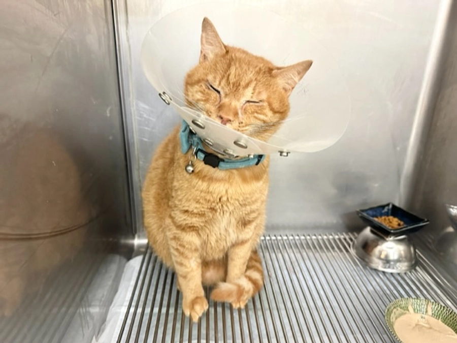 明日 手術していただきます