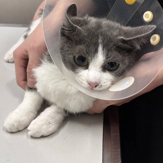 1月11日のお市の通院