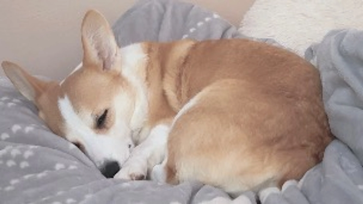 お久しぶりです。ルウちゃんの経過報告です。