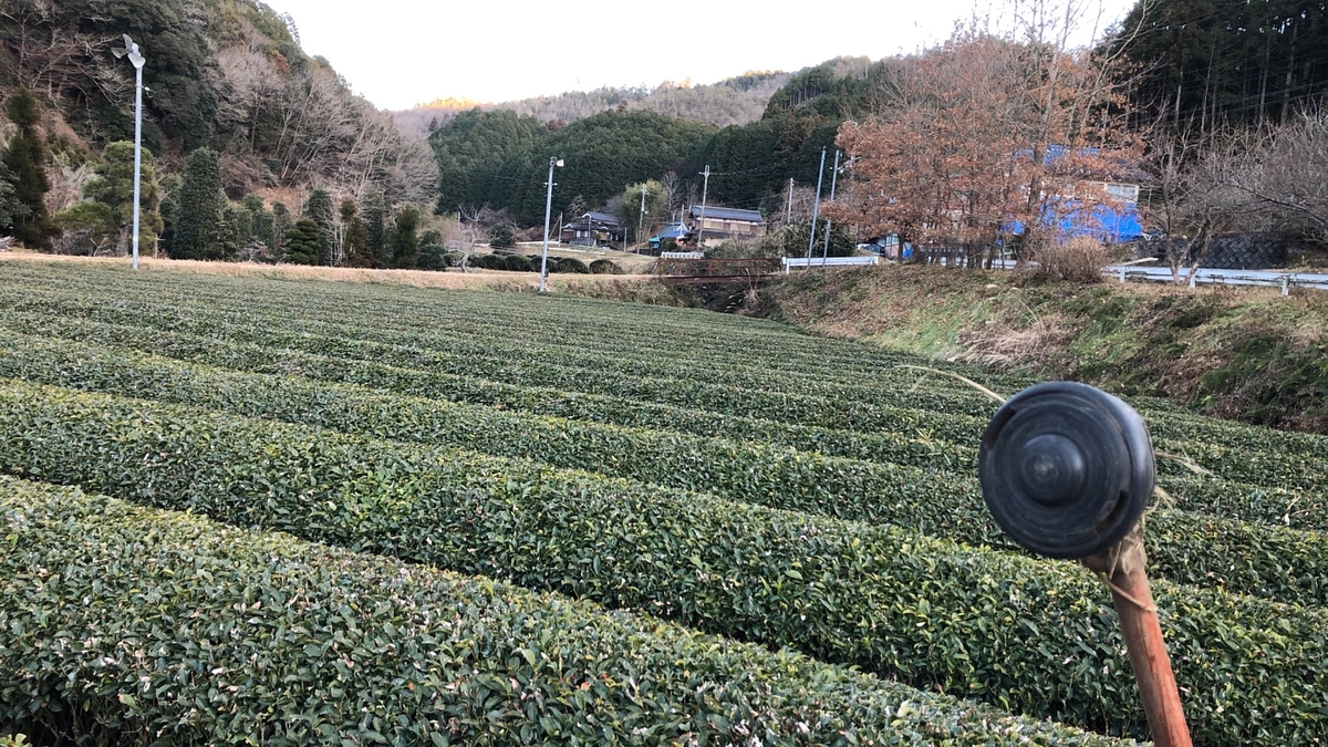 早速のご支援ありがとうございます！/ 冬の茶園整備🌱