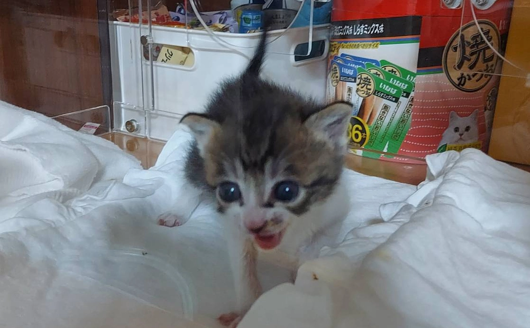 感謝のメール１🐾