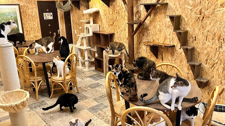 100匹の保護猫たちが暮らす笑にゃんこ王国存続の危機を助けて