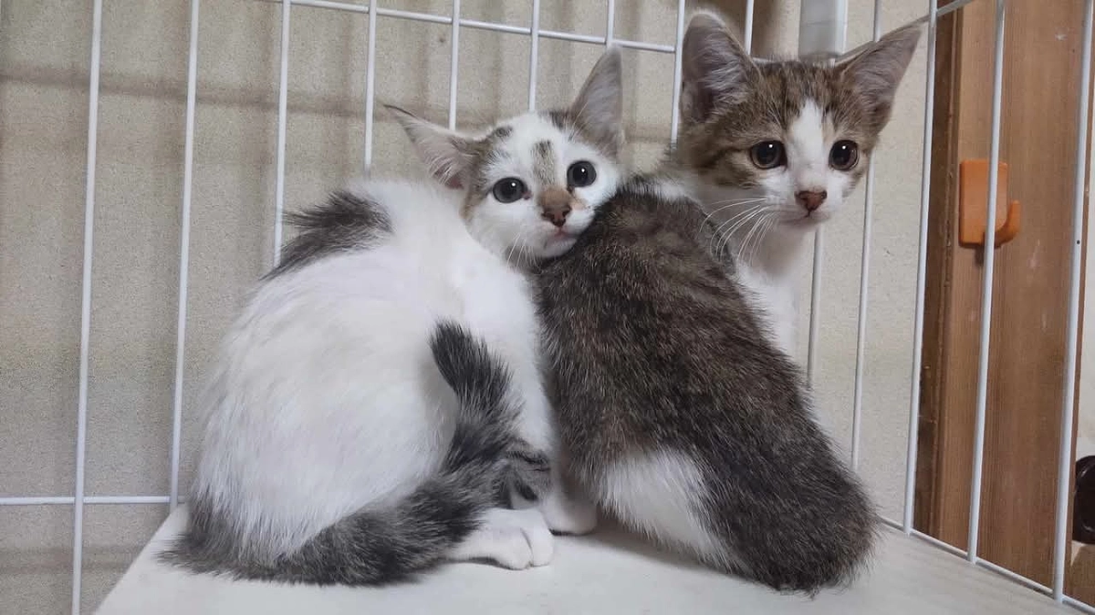 プロジェクト終了しました！