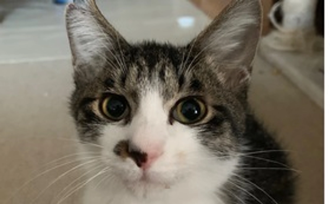 頑張れ‼️ウニちゃん＊1000