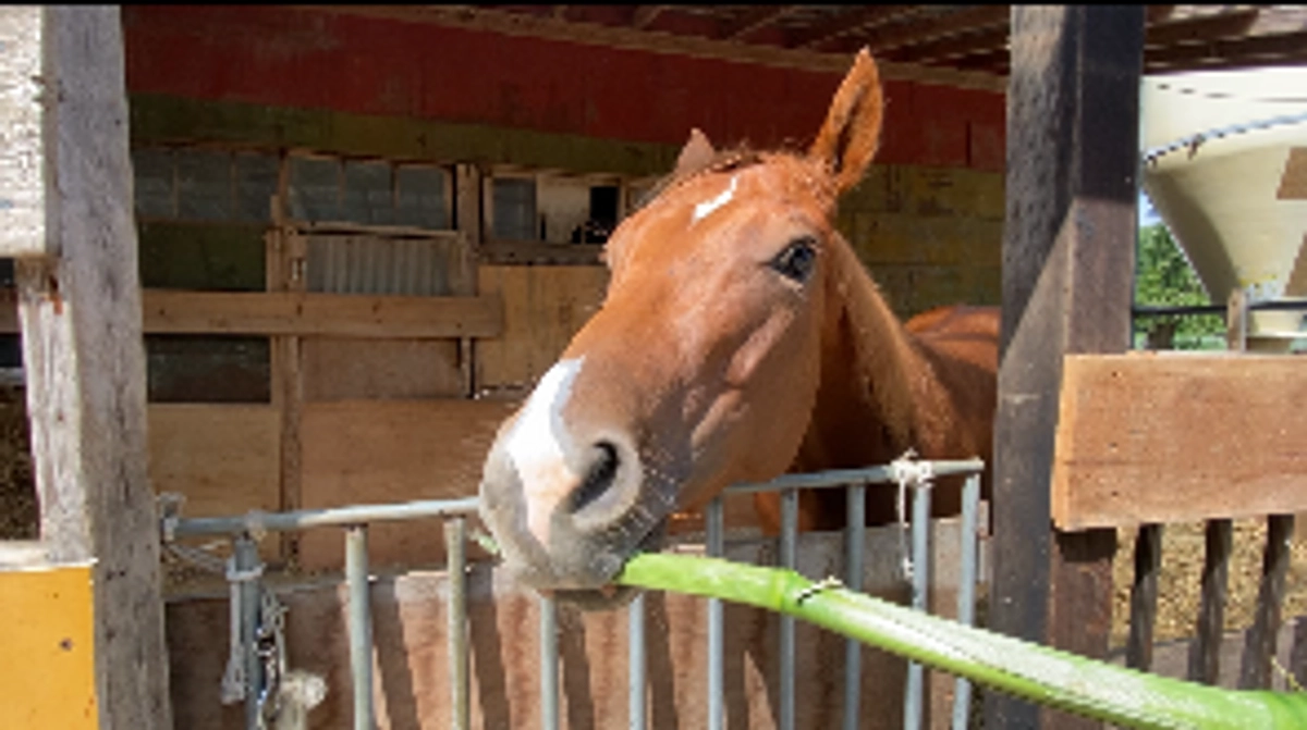 残り9日となりました