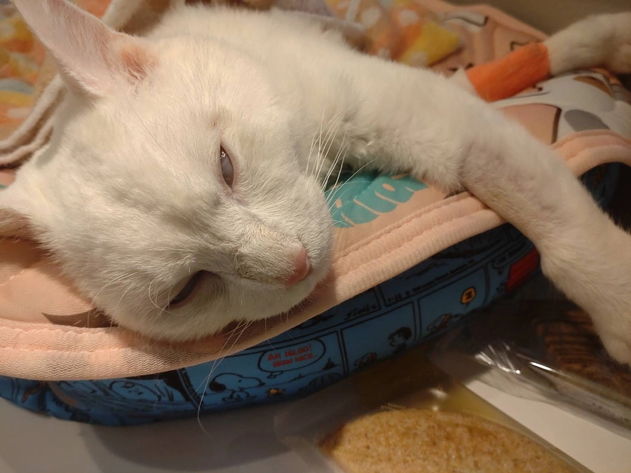 待ち時間の白眼