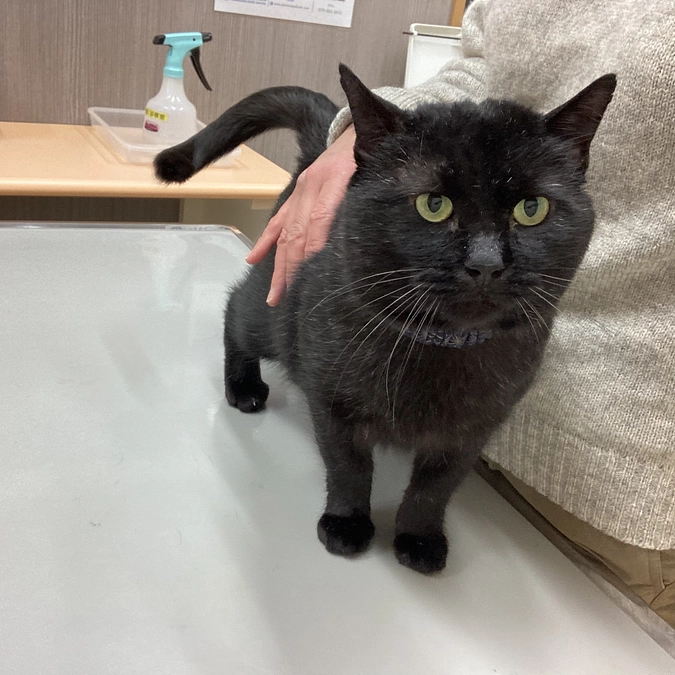 ネロちゃん病院へ行ってきました