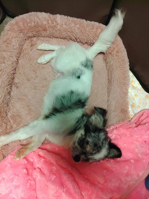 ヘソ天記念日😍