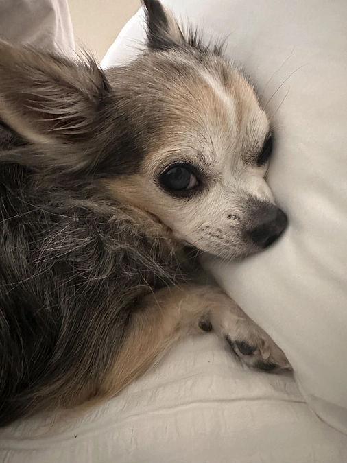 【残り4日】ららの元気が全くありません😭😭