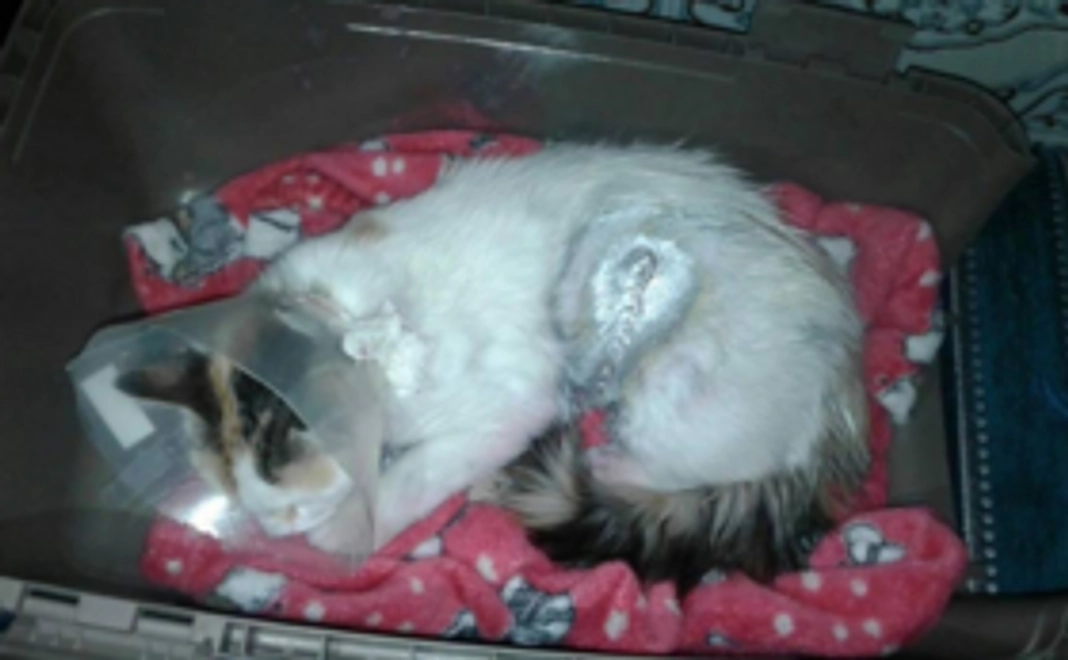 「ゆめ」応援コース