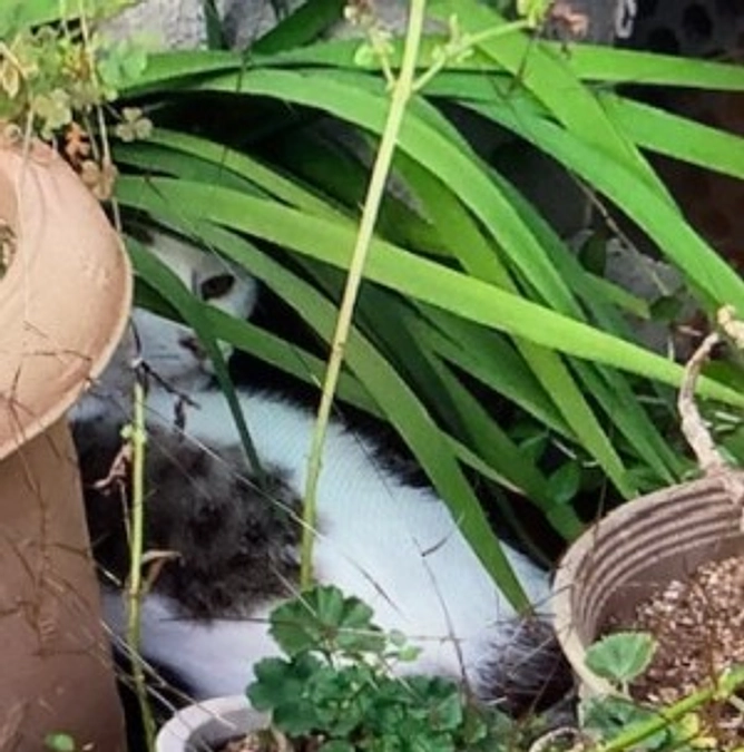 【保護猫エピソード】ペペちゃん　保護までに3年かかったお母さん猫