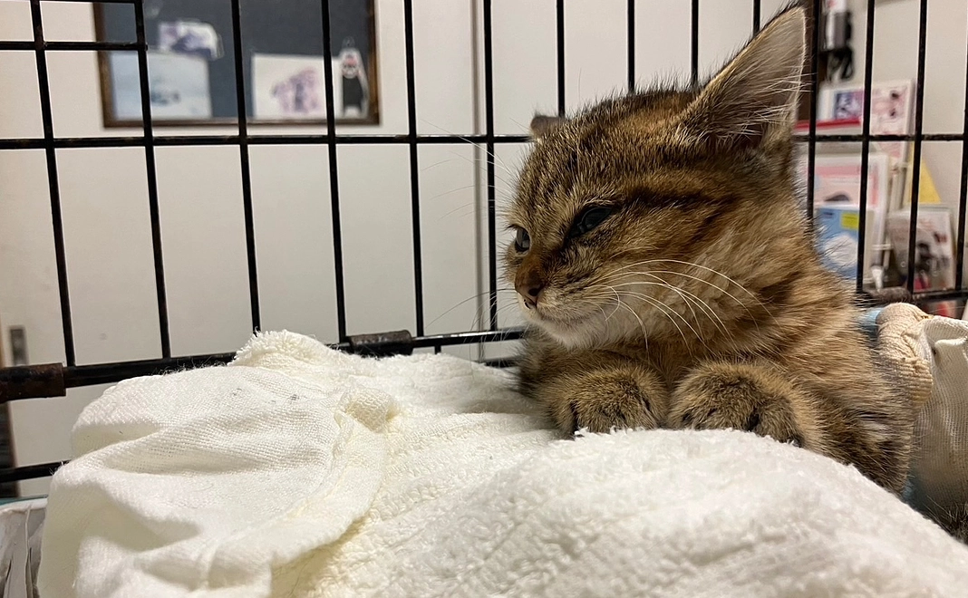 感謝のメール　１