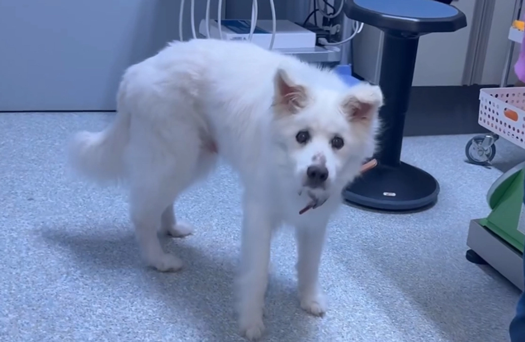 40代姉妹で脳梗塞となってしまった飼い主さんが飼育していた17才雑種犬しゅう君を保護しました