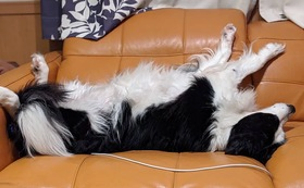 ラルーがんばれ①