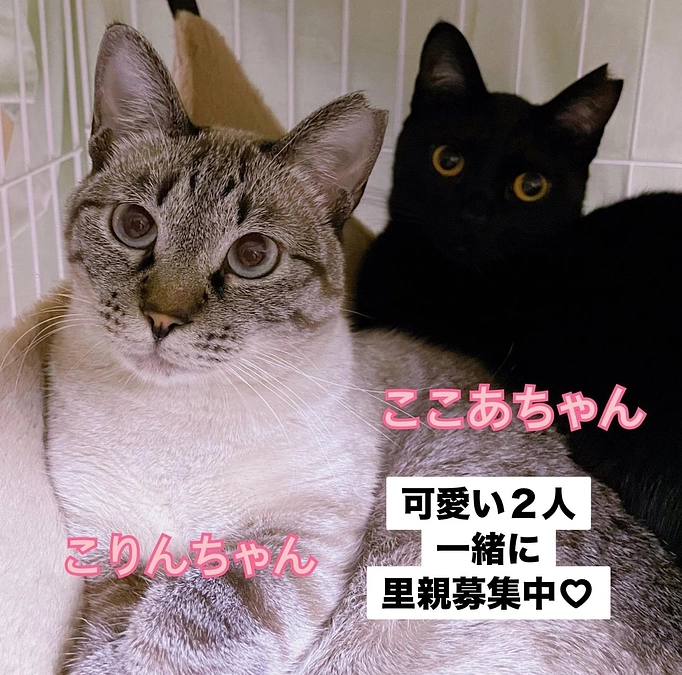 仲間たちからの応援メッセージＮｏ．４