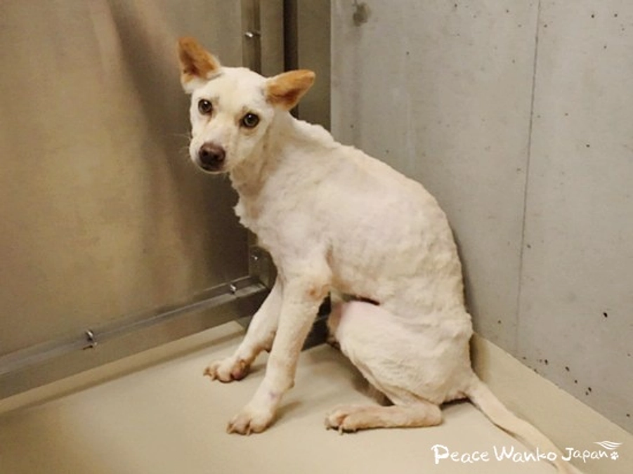 ガリガリに痩せて全身の毛を刈られた白い犬
