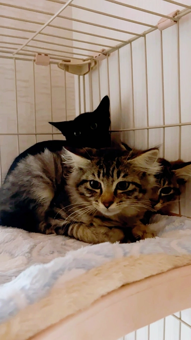 小さな命に届いた温もりの輪