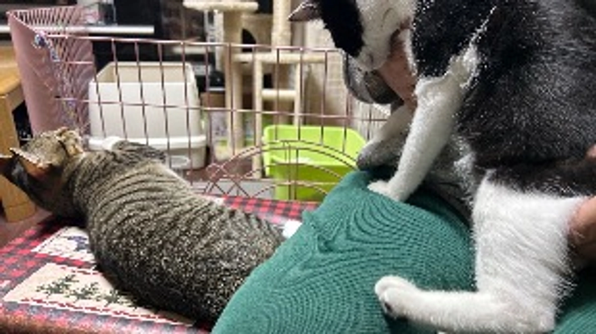 11月6日 〜 リハビリ経過報告⑤ 〜保護から76日目