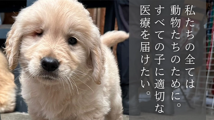 【緊急支援】おっぽの会の悲願「病院近くのシェルター移転」の実現へ! 5枚目