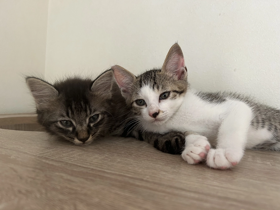 商業施設に生きる猫達の現状と活動経過のご報告