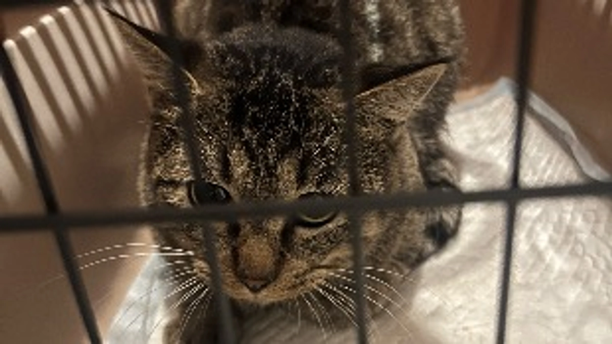 ビビくん・まめちゃん、去勢・避妊手術頑張りました！