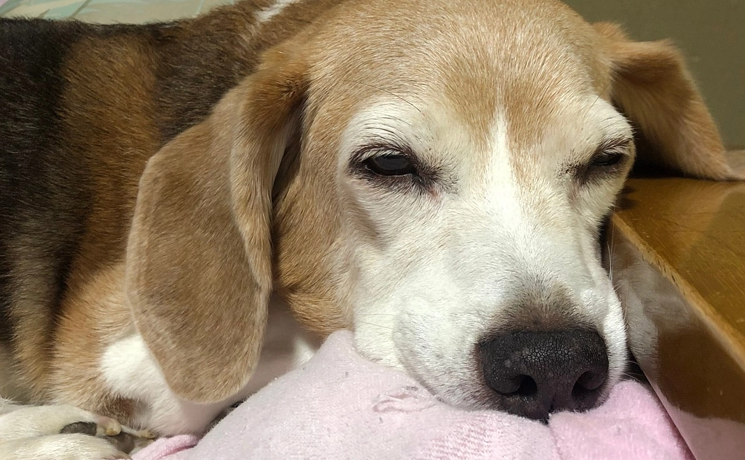 皆様ご支援ありがとうございます