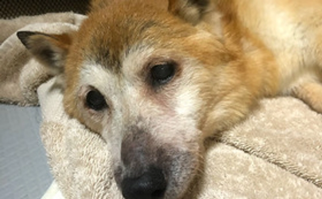 3000円で全力応援隊