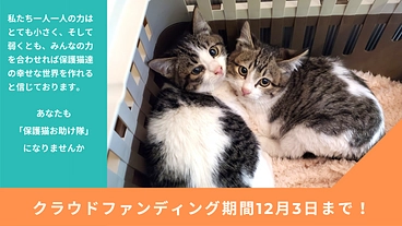 愛が猫ちゃんを救う！保護猫チャリティーイベント開催の為のご支援を！ のトップ画像