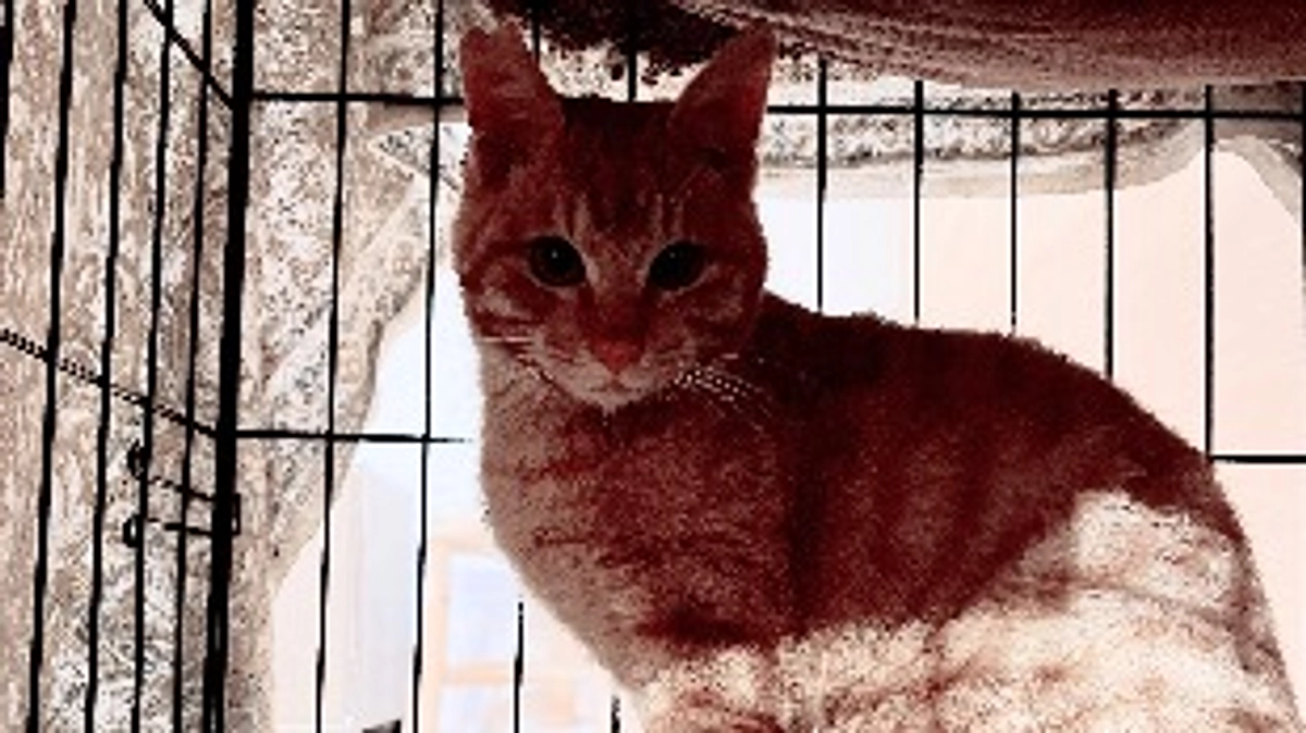 里親さんがみつかりました