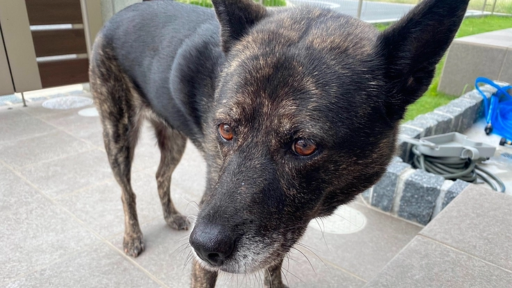 血管肉腫の治療費の支援お願いします。