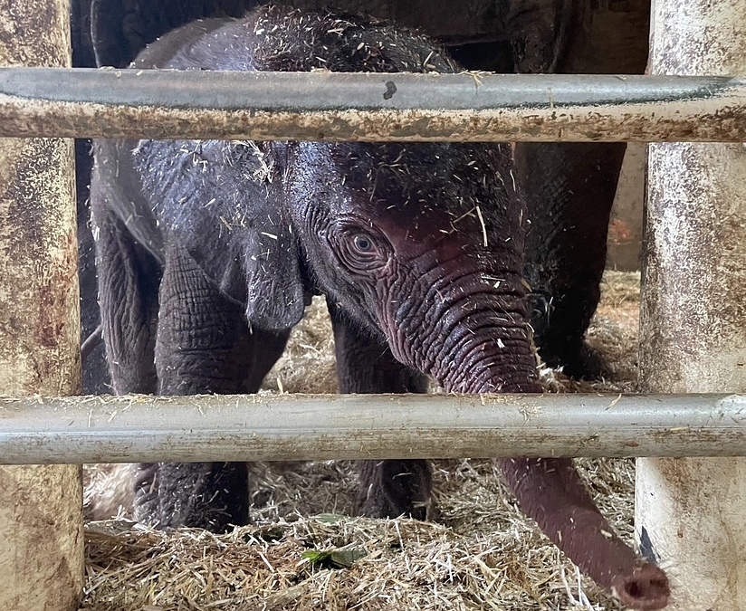 【ご報告】マルミミゾウ「メイ」が無事に出産しました！
