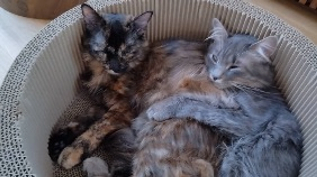 投薬治療64日目！残り20日